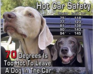 dogs-in-cars